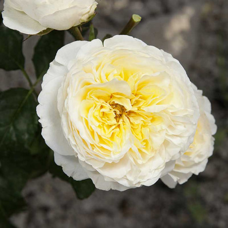 Роза шраб Беатрис (английская) Садовита