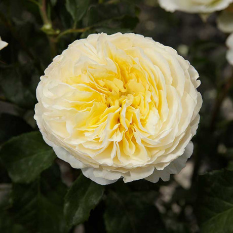 Роза шраб Беатрис (английская) Садовита