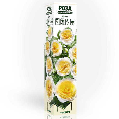 Роза шраб Беатрис (английская) Садовита