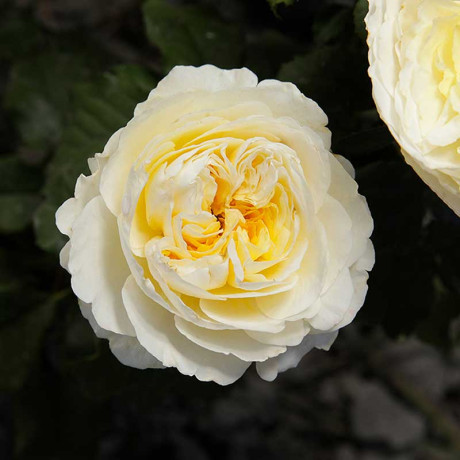 Роза шраб Беатрис (английская) Садовита