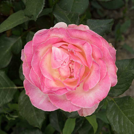 Роза чайно-гибридная Кэнди Аваланч Садовита