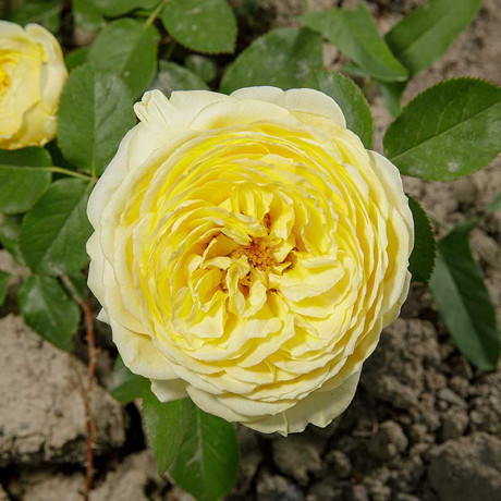 Роза спрей Каталина Садовита