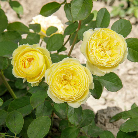 Роза спрей Каталина Садовита