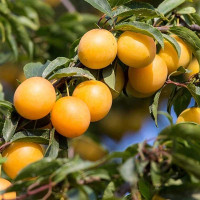 Алыча Иволга Садовита