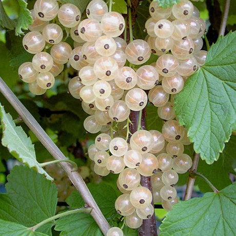 Смородина белая Белая фея Садовита