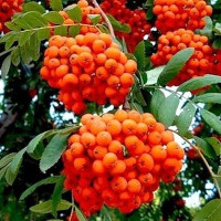 Рябина Невежинская Садовита