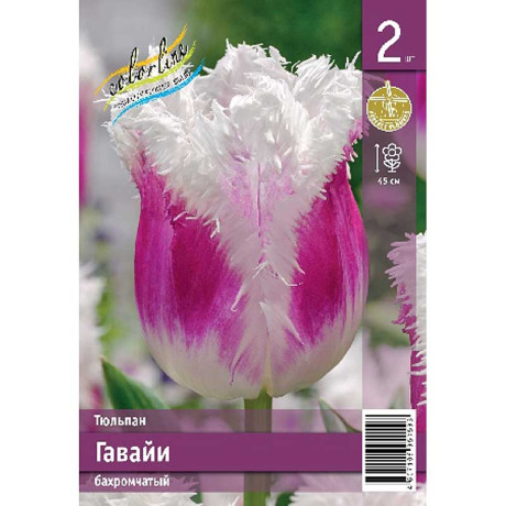 Тюльпан Гавайи 11/12 2 шт