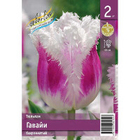 Тюльпан Гавайи 11/12 2 шт