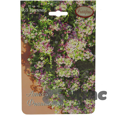 К Алиссум Мускат фиолетовый (Германия) Каприс