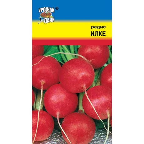 Редис Илке Урожай у дачи Ц