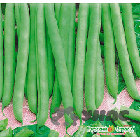 Фасоль Сакса без волокна "Кольчуга" НК Ц