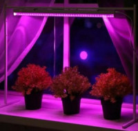 Ultraflash фито св-к св/д для рассады и раст 9W 10мкмоль/с, кр-синий, выкл. L=570 LWL-2014-04CL