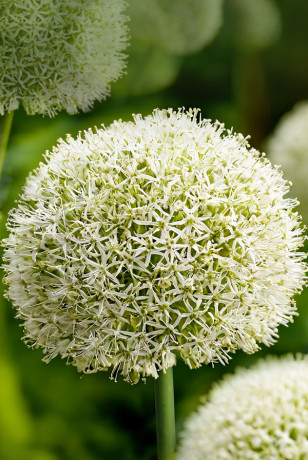 Лук Декор. Мон Блан 18/20 1 шт Садовита