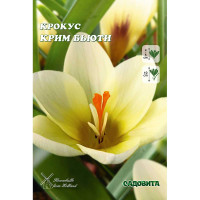 Крокус Крим Бьюти 5/+ 10 шт Садовита