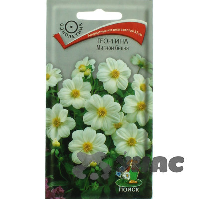 Георгин Мигнон белая Поиск Ц