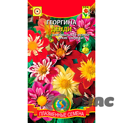 Георгин Кактусовая Плазма Ц