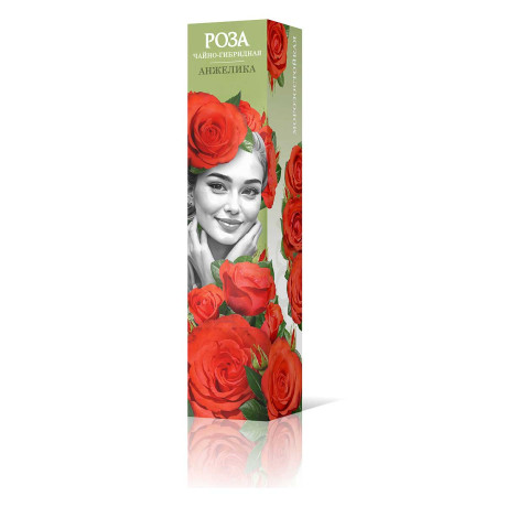 Роза чайно-гибридная Анжелика Садовита