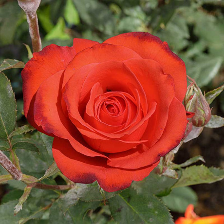 Роза чайно-гибридная Анжелика Садовита