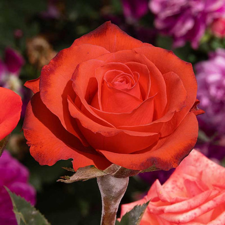 Роза чайно-гибридная Анжелика Садовита