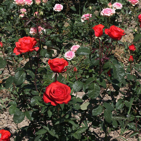 Роза чайно-гибридная Анжелика Садовита