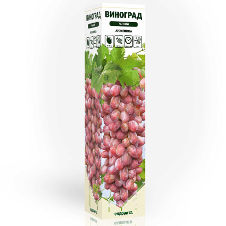 Роза чайно-гибридная Анжелика Садовита