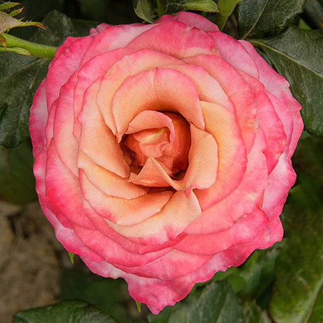 Роза чайно-гибридная Ля Прованс Садовита