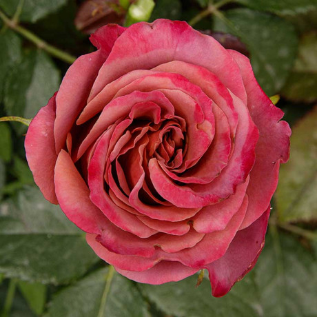 Роза чайно-гибридная Ля Прованс Садовита