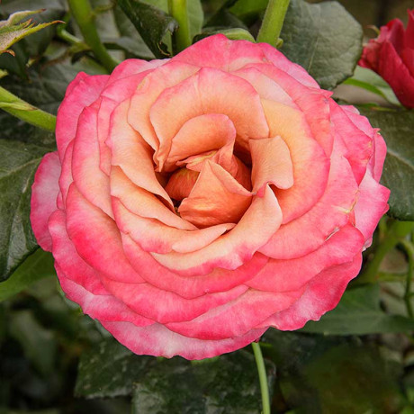 Роза чайно-гибридная Ля Прованс Садовита