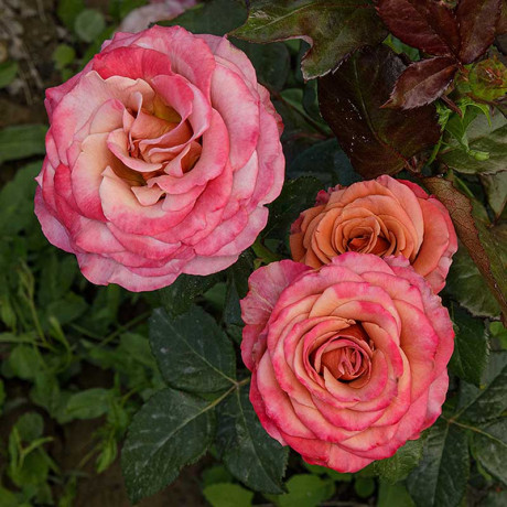 Роза чайно-гибридная Ля Прованс Садовита