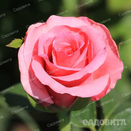 Роза флорибунда Европа Садовита