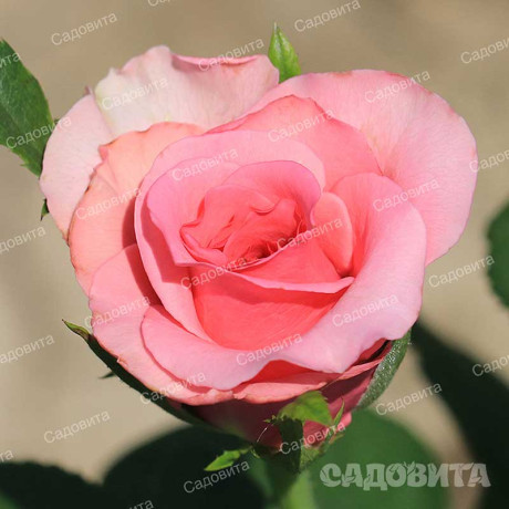 Роза флорибунда Европа Садовита