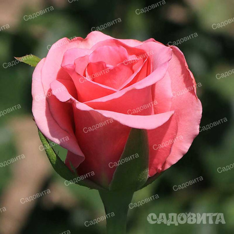 Роза флорибунда Европа Садовита