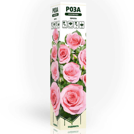 Роза флорибунда Европа Садовита