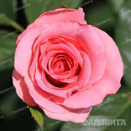 Роза флорибунда Европа Садовита