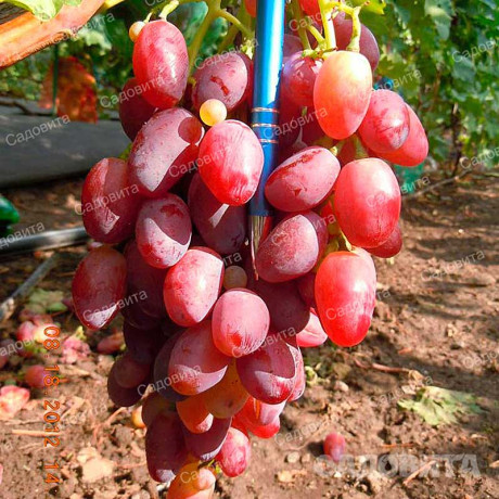 Виноград Ягуар очень ранний Садовита