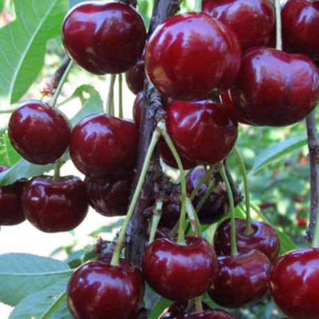 Дюк Ивановна Садовита