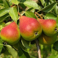 Груша Северянка краснощекая Садовита