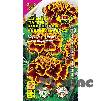Бархатцы Черный бархат отклоненные Аэлита Ц