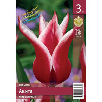 Тюльпан Акита 11/12 3 шт