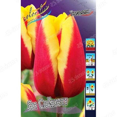 К Бальзамин Розовые грезы смесь Каприс