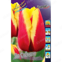 К Бальзамин Розовые грезы смесь Каприс