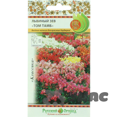 Львиный зев Том Тамб НК Ц
