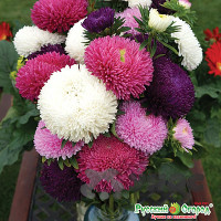 Астра Большая хризантема смесь НК Ц