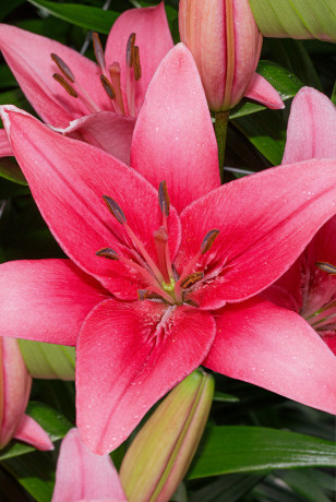 Лилия Силт 16/18 3 шт Садовита