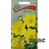 Георгин Мигнон желтая Поиск Ц