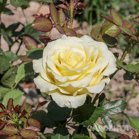 Роза чайно-гибридная Зеленый чай Садовита