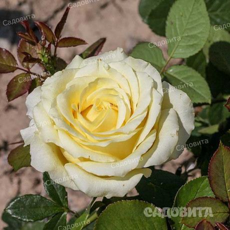 Роза чайно-гибридная Зеленый чай Садовита