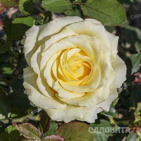 Роза чайно-гибридная Зеленый чай Садовита