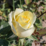 Роза чайно-гибридная Зеленый чай Садовита