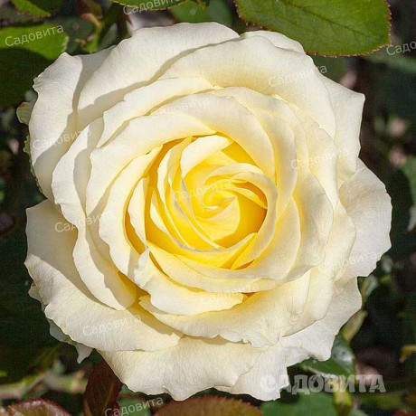 Роза чайно-гибридная Зеленый чай Садовита